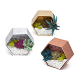 CRAFT CRUSH® MINI TERRARIUMS