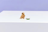 Lego : Creator 3-In-1 - Cute Hamster with a Flower